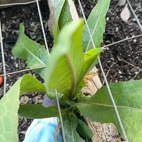 Photo of the plant species Oil Lettuce by @BetterBegonia named Austen on Greg, the plant care app