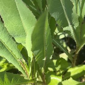Photo of the plant species Oil Lettuce by @BetterBegonia named Planty on Greg, the plant care app