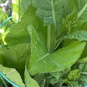 Photo of the plant species Horseradish by @BetterBegonia named ChloroPhil on Greg, the plant care app