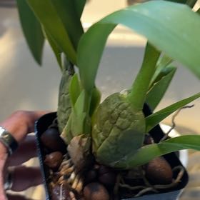 Plant care for Colmanara Masai on Greg, the plant care app