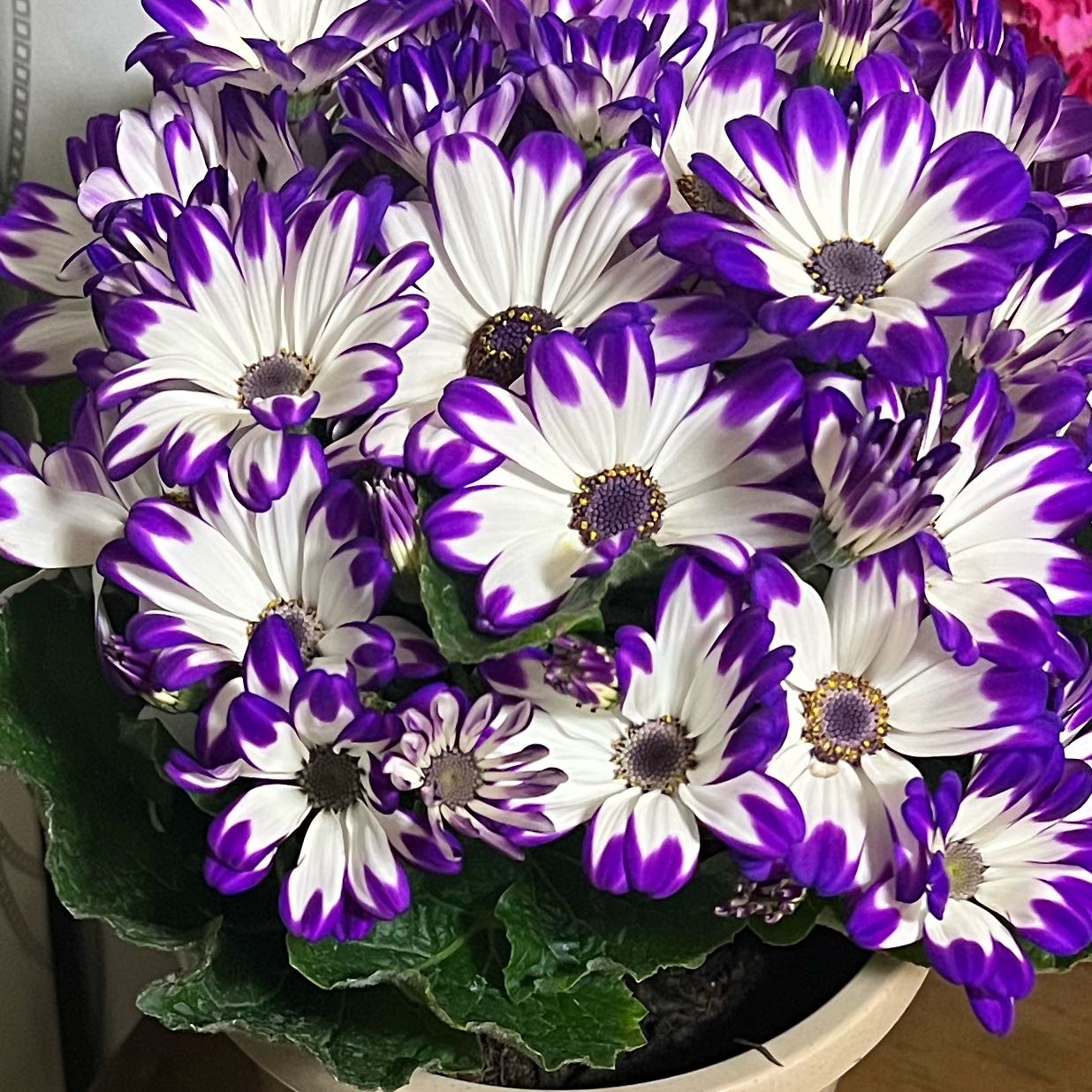 Photo of the plant species Cineraria by @FairBluevervain named Queen on Greg, the plant care app
