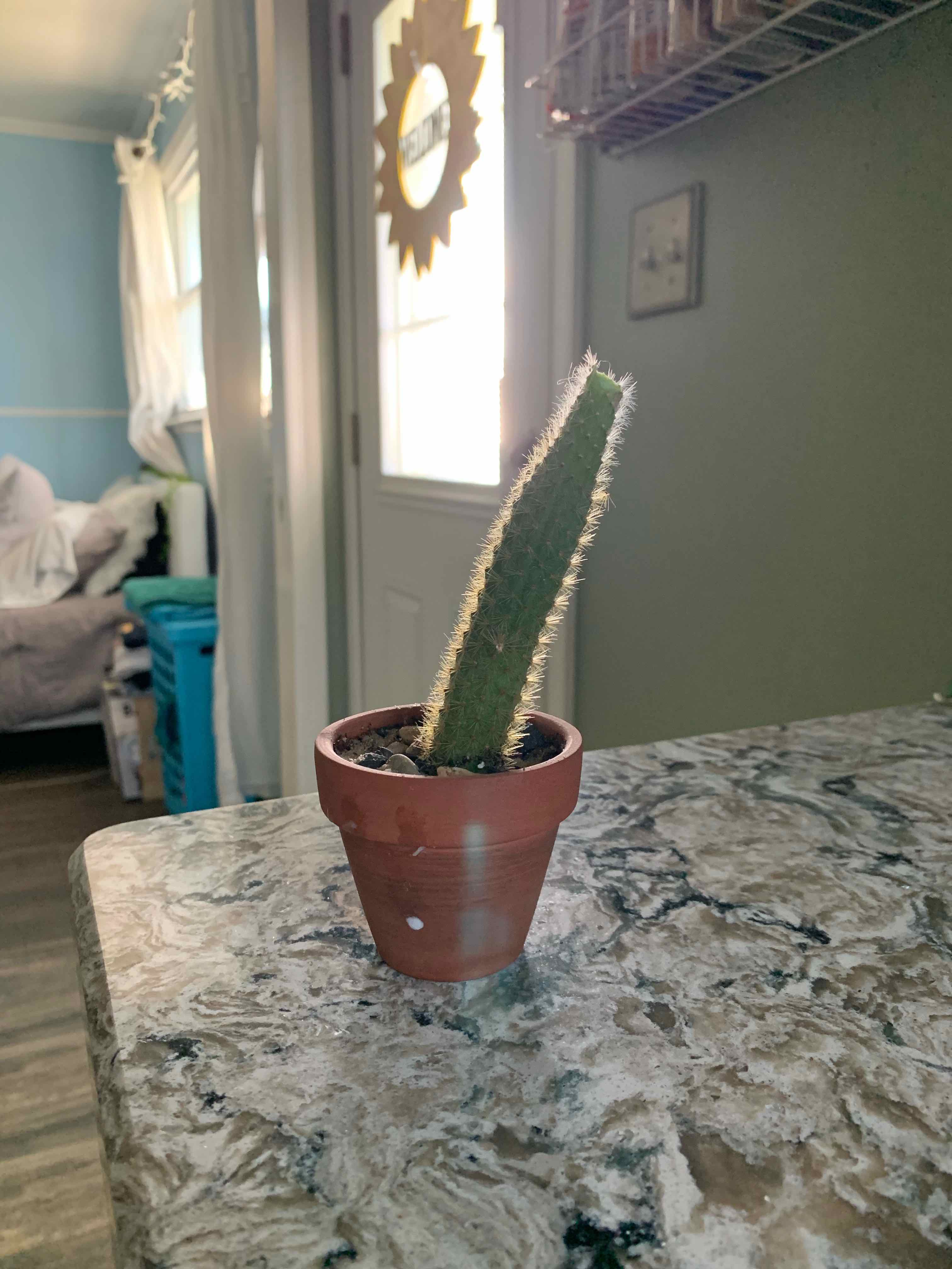 Rat Tail Cactus in a terracotta pot on a marble countertop.
