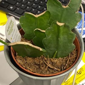 Photo of the plant species Epiphyllum 'Beavertail' by @SpecialDaboecia named Hemingway on Greg, the plant care app