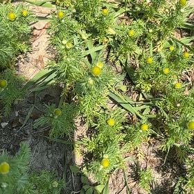 Photo of the plant species Disc Mayweed by @SilverySunburst named Captain Plant-it on Greg, the plant care app
