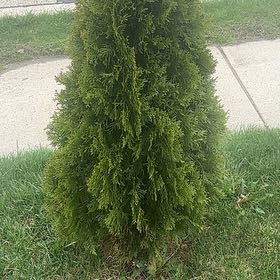 Photo of the plant species Emerald Green Arborvitae by @SilverySunburst named Stella on Greg, the plant care app