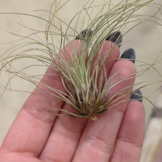 Photo of the plant species Filifolia by @PeakSalsa6 named Morgan Treeman on Greg, the plant care app