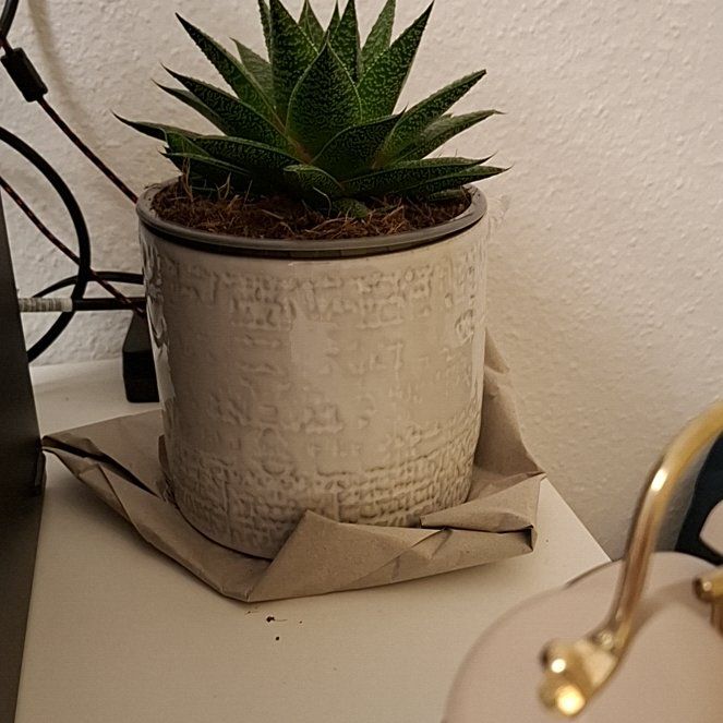 Photo of the plant species Gasteraloe by @AlexTS named Cecilia on Greg, the plant care app