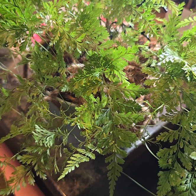 Photo of the plant species Squirrel's Foot Fern by @AdeptJonquil81 named Osmo on Greg, the plant care app