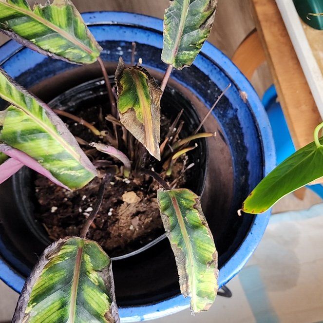 Photo of the plant species calathea by @PetPineviolet40 named Mando on Greg, the plant care app