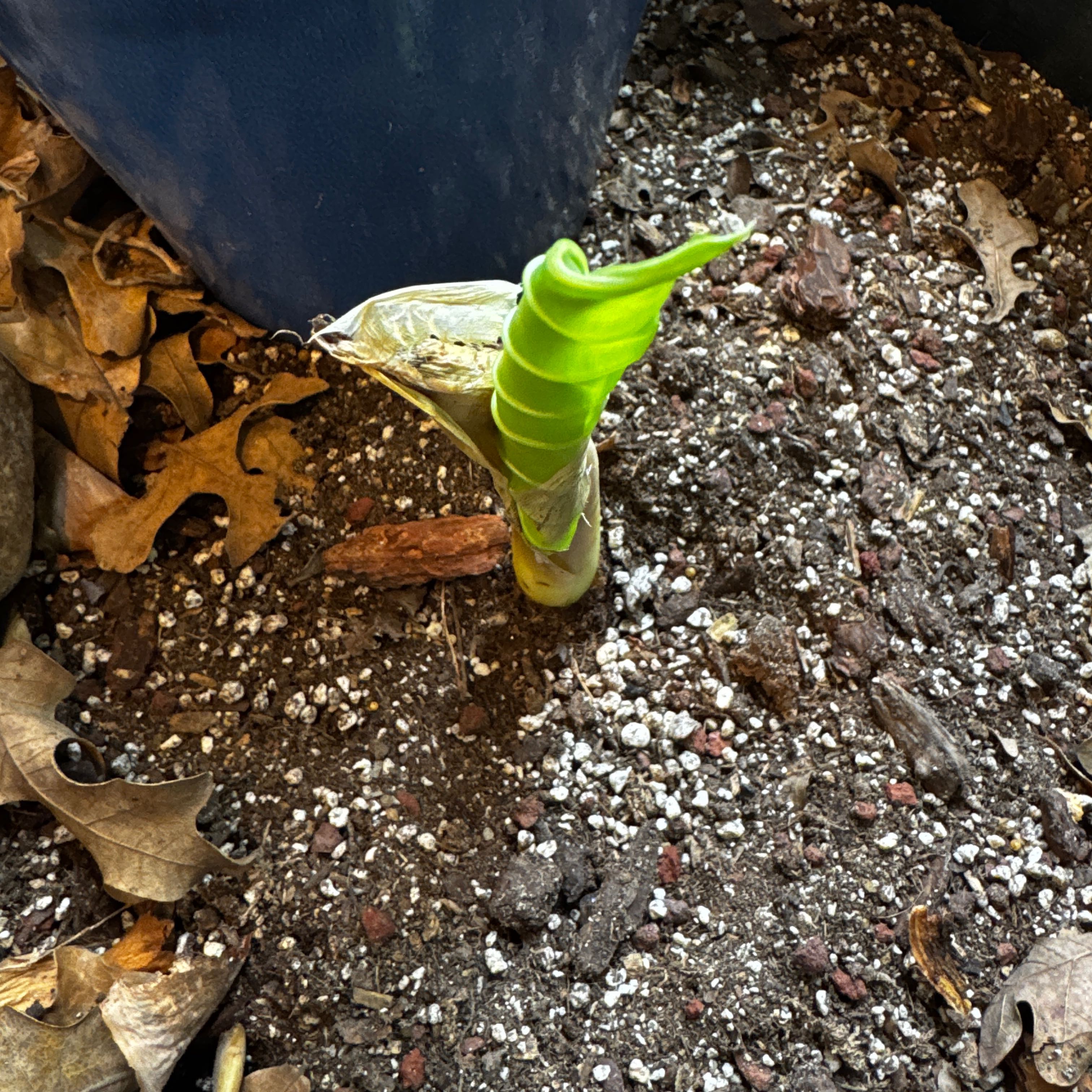 Photo of the plant species Colocasia 'Thai Giant' by @YardGreatsundew named Eustace on Greg, the plant care app