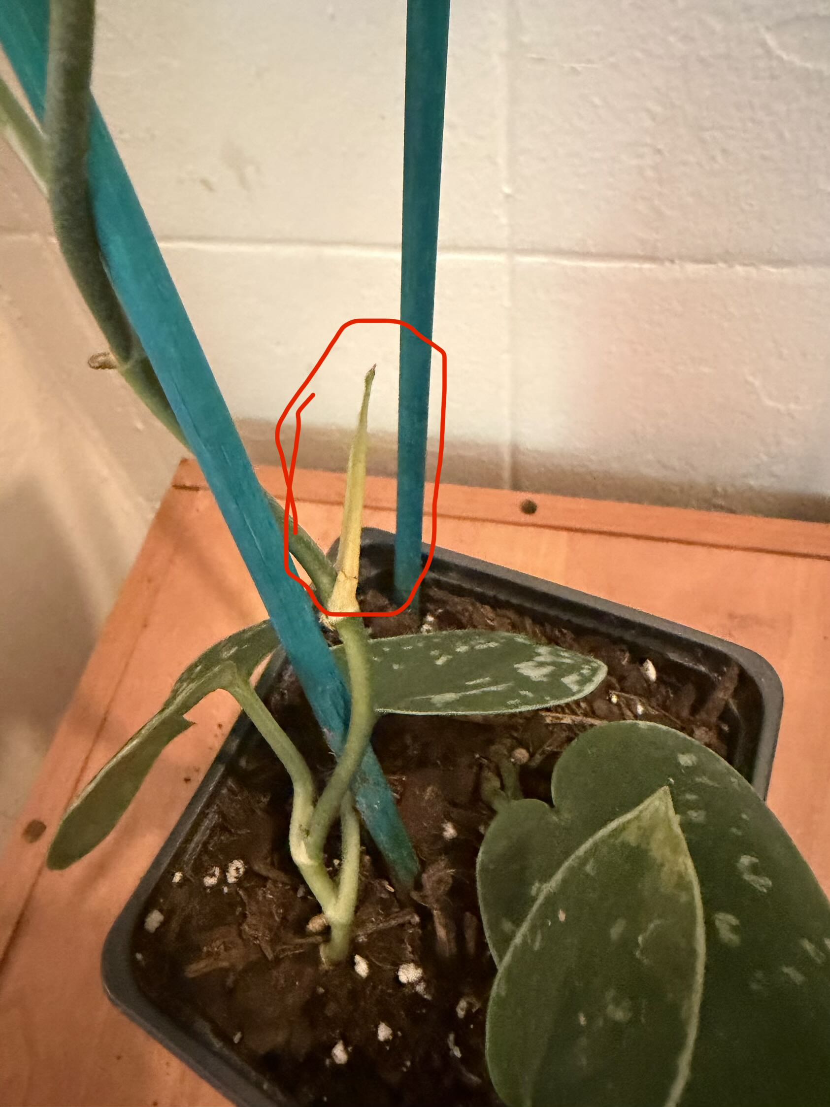 Photo from the post