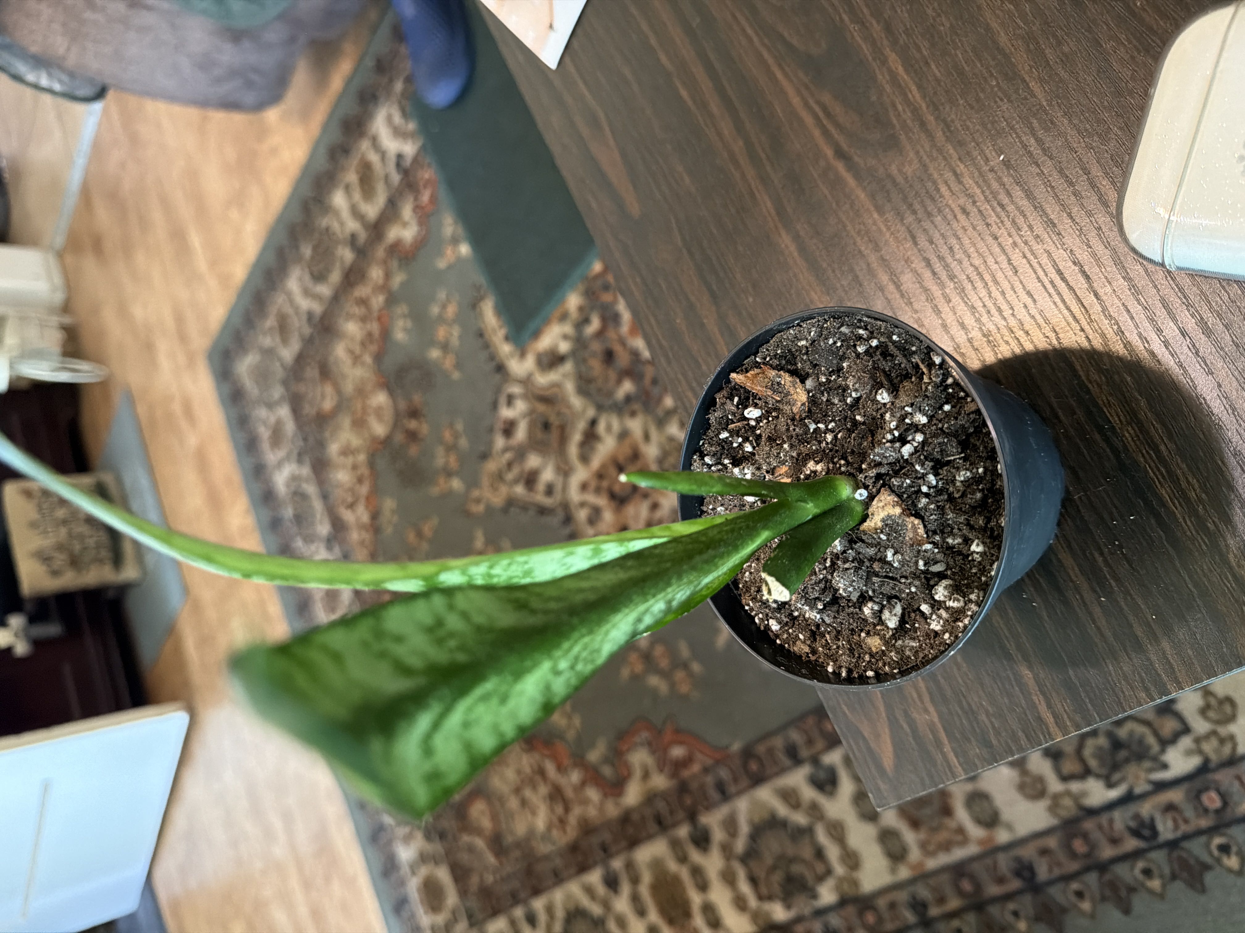 Photo from the post