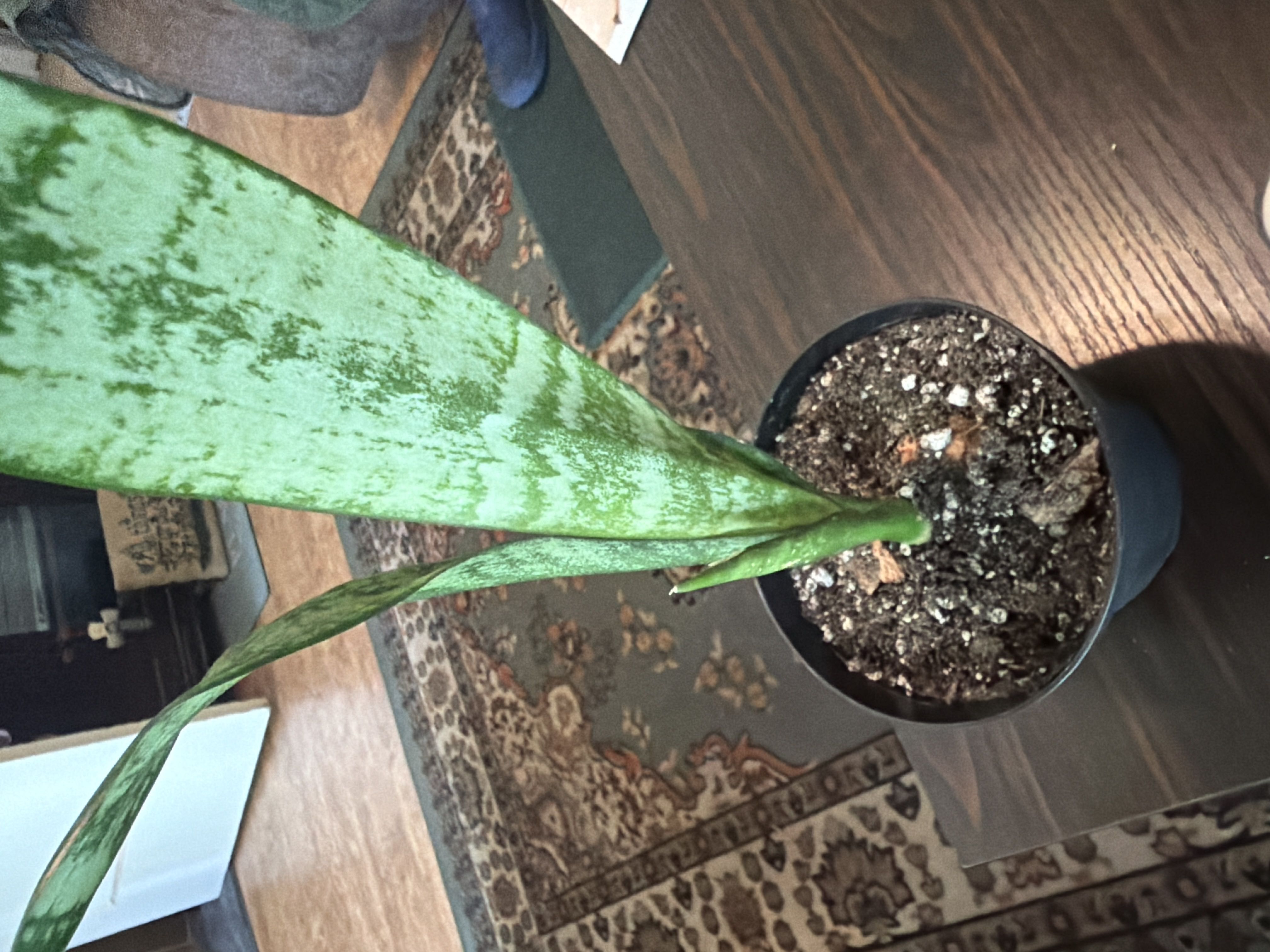 Photo from the post
