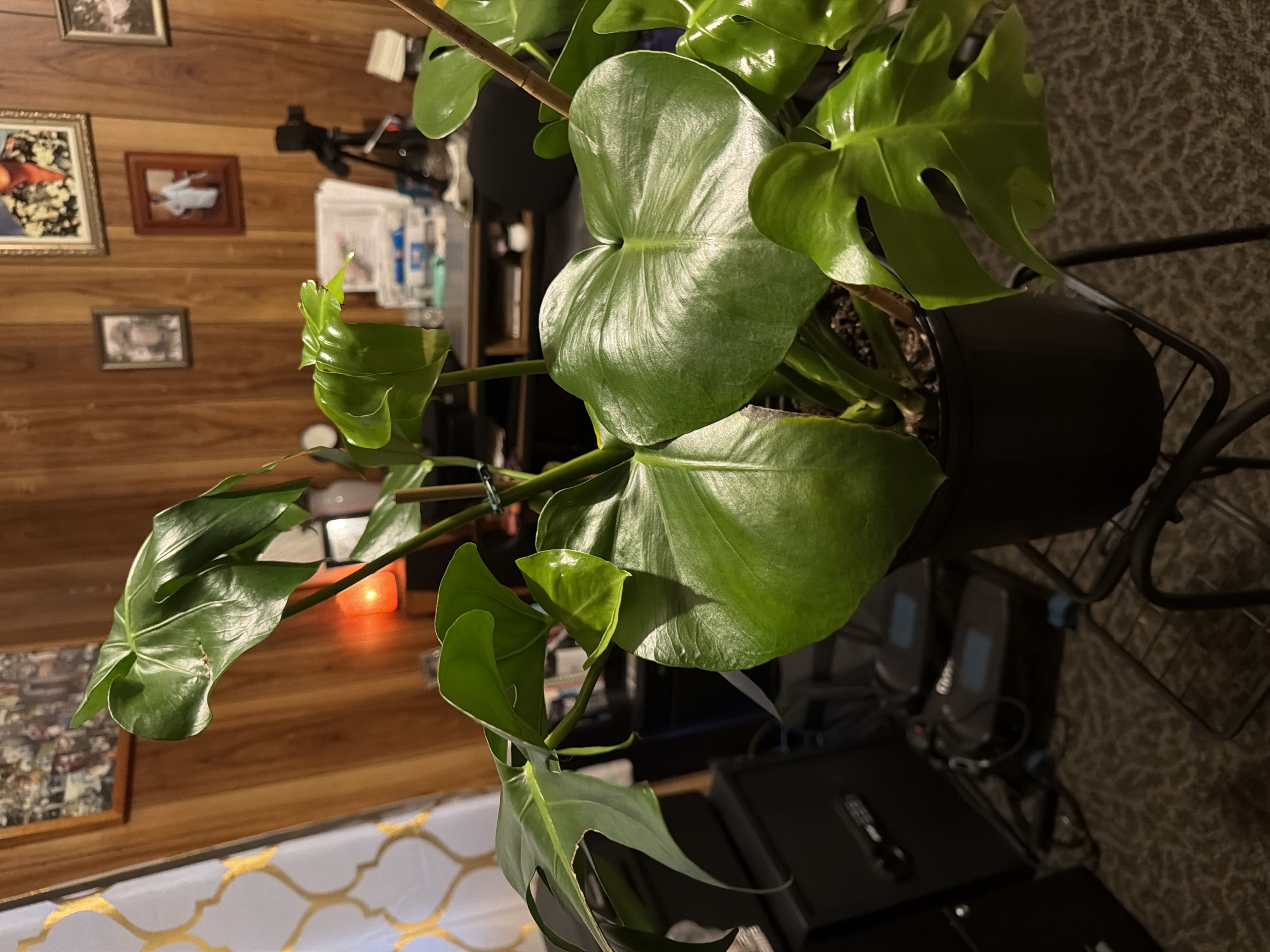 Photo from the post