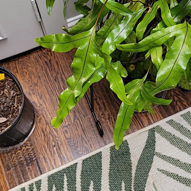 Photo of the plant species Kangaroo Paw Fern by @NewOptimist named Fernie Saunders on Greg, the plant care app