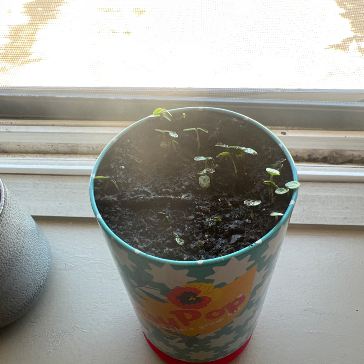 Photo of the plant species Garden Pansy by @BentonSedge92 named Navajo on Greg, the plant care app
