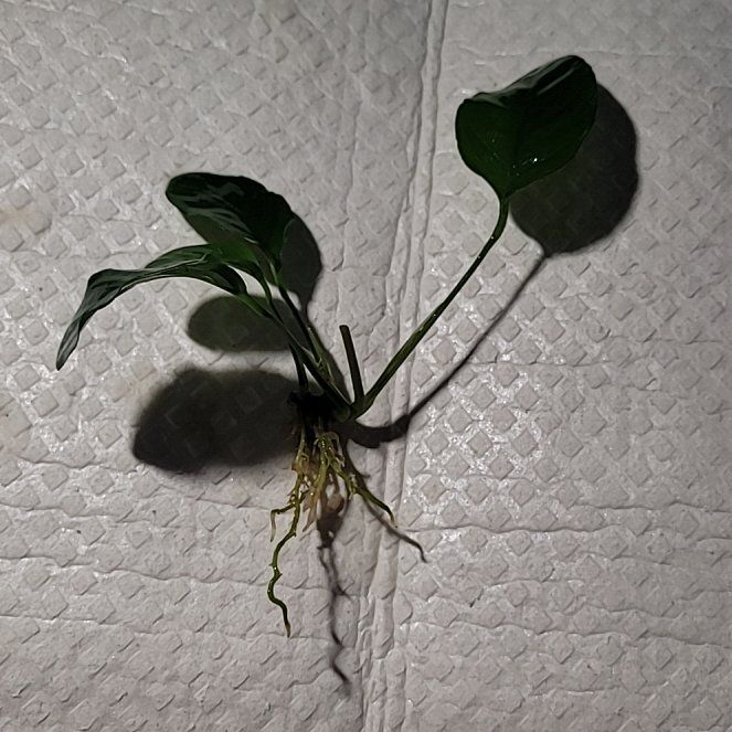 Photo of the plant species Anubias Barteri by @MusicalZebrina named Bodhi on Greg, the plant care app