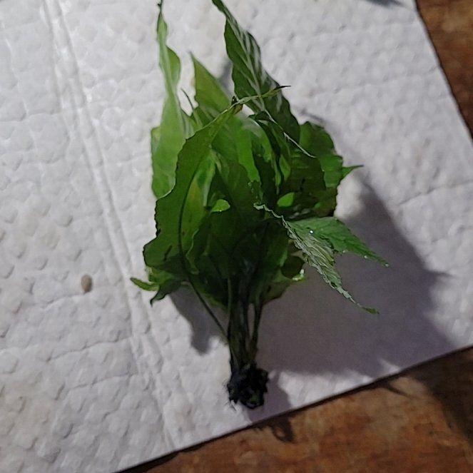 Photo of the plant species Java Fern 'Tropica' by @MusicalZebrina named James Dean on Greg, the plant care app