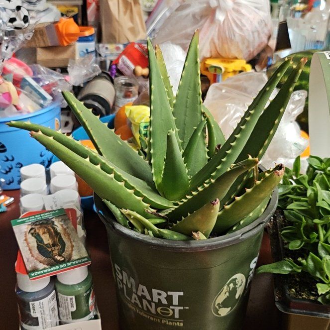 Photo of the plant species Aloe 'Giganotosaurus' by @KeenCat20 named Lloyd on Greg, the plant care app