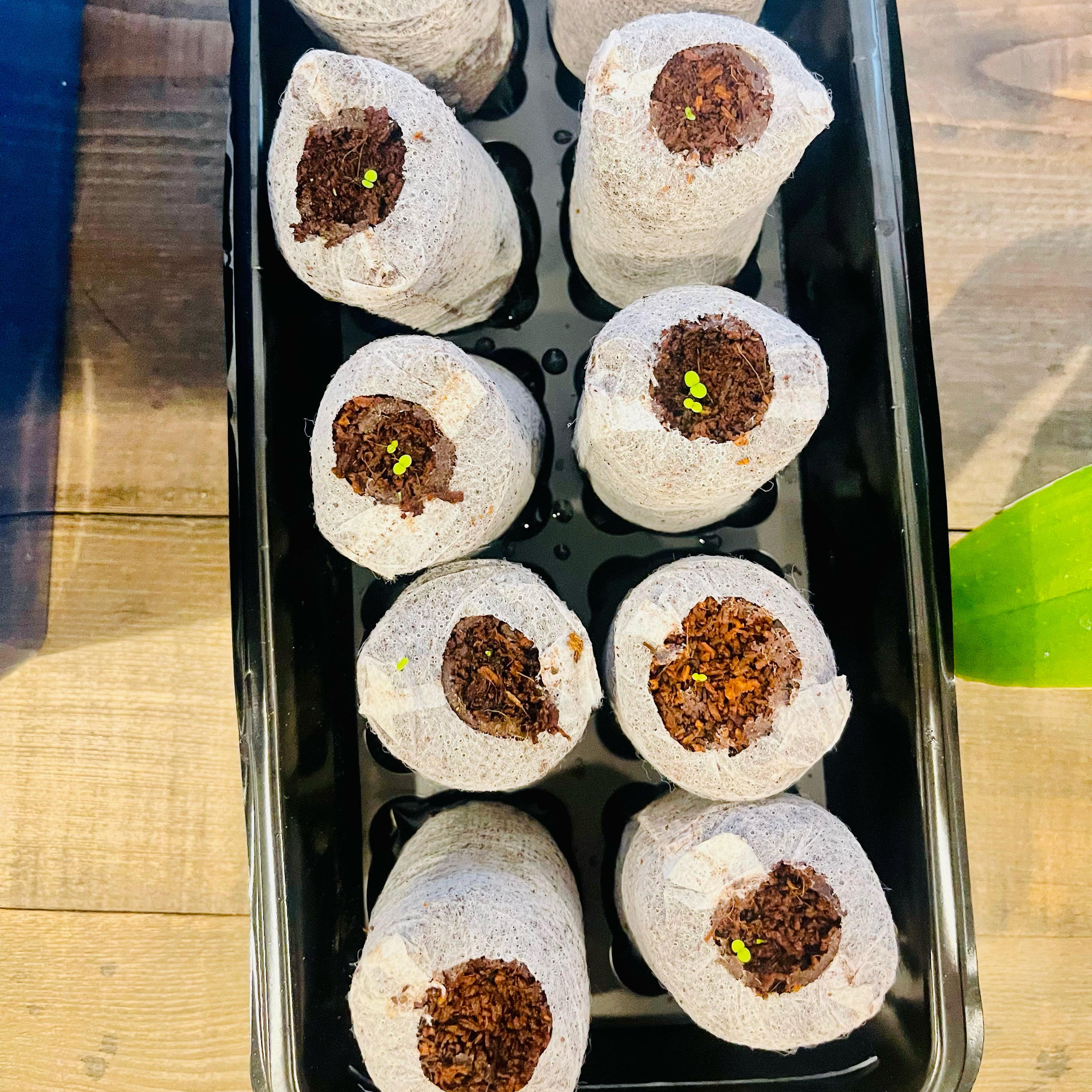 Plant care for Arizona Desert-Thorn on Greg, the plant care app