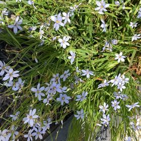 Photo of the plant species Spreading Phlox by @PoeticChangunga named James Dean on Greg, the plant care app