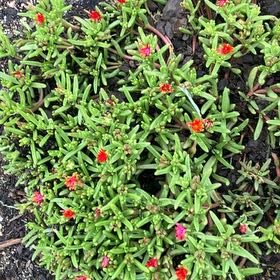 Photo of the plant species Coppery Mesemb by @PoeticChangunga named Marley on Greg, the plant care app