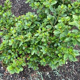 Photo of the plant species Alpenrose by @PoeticChangunga named Bruce Lee on Greg, the plant care app