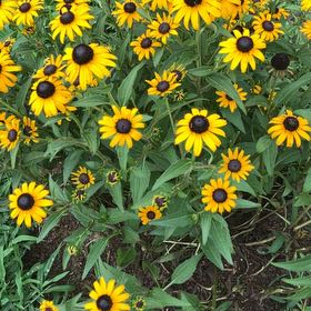 Photo of the plant species Blackeyed Susan by @PoeticChangunga named Luna on Greg, the plant care app