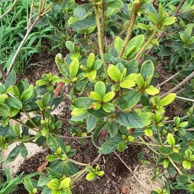 Photo of the plant species Satsuki by @PoeticChangunga named Fernie Mac on Greg, the plant care app