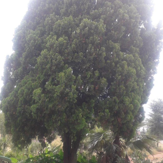 Photo of the plant species Red Pine by @SpicyIvy39 named Planty on Greg, the plant care app