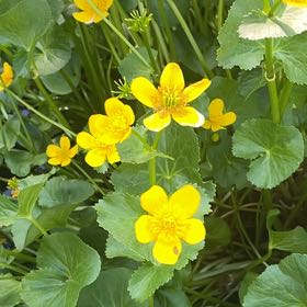 Photo of the plant species Marsh Marigold by @FabOrchid70 named Kendall on Greg, the plant care app