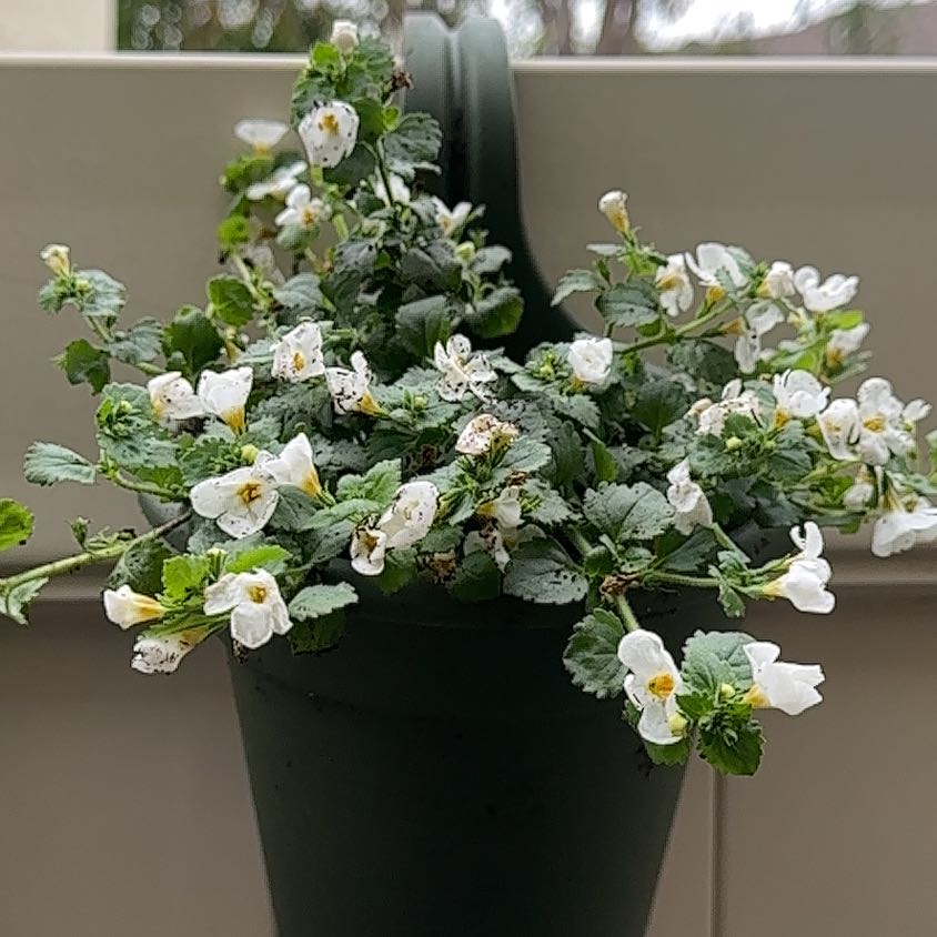 Photo of the plant species bacopa by @StarVaseyoak67 named Elina on Greg, the plant care app