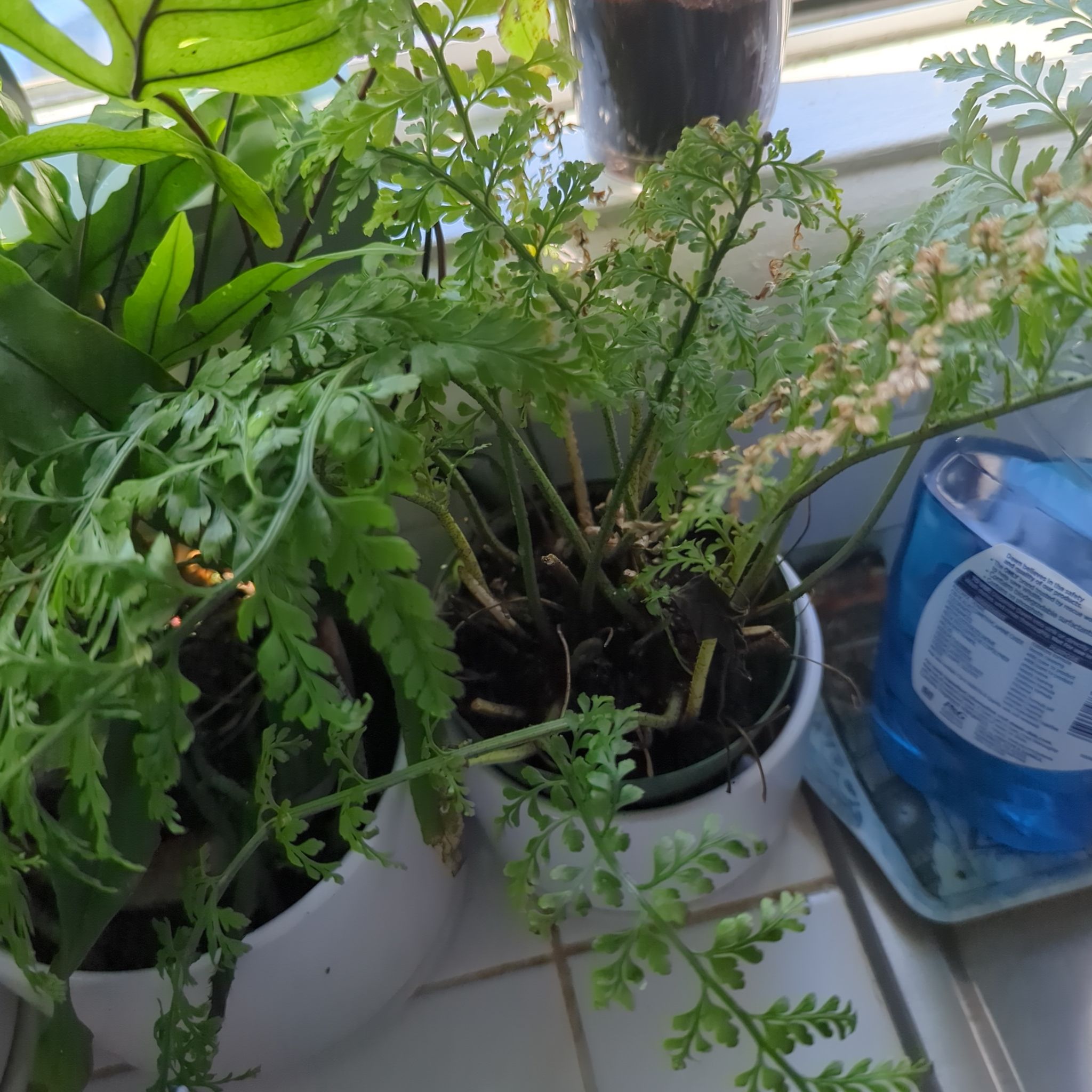 Photo of the plant species Mother Fern by @LeadChisme30 named Momo on Greg, the plant care app