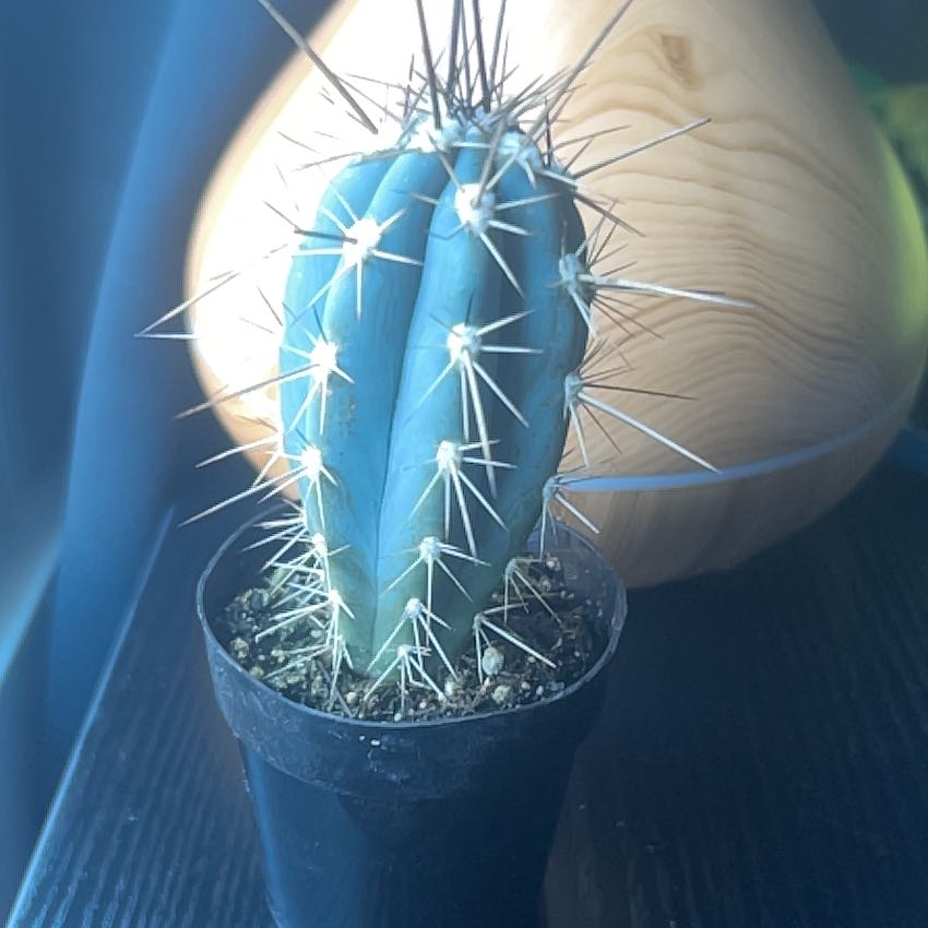 Spike
