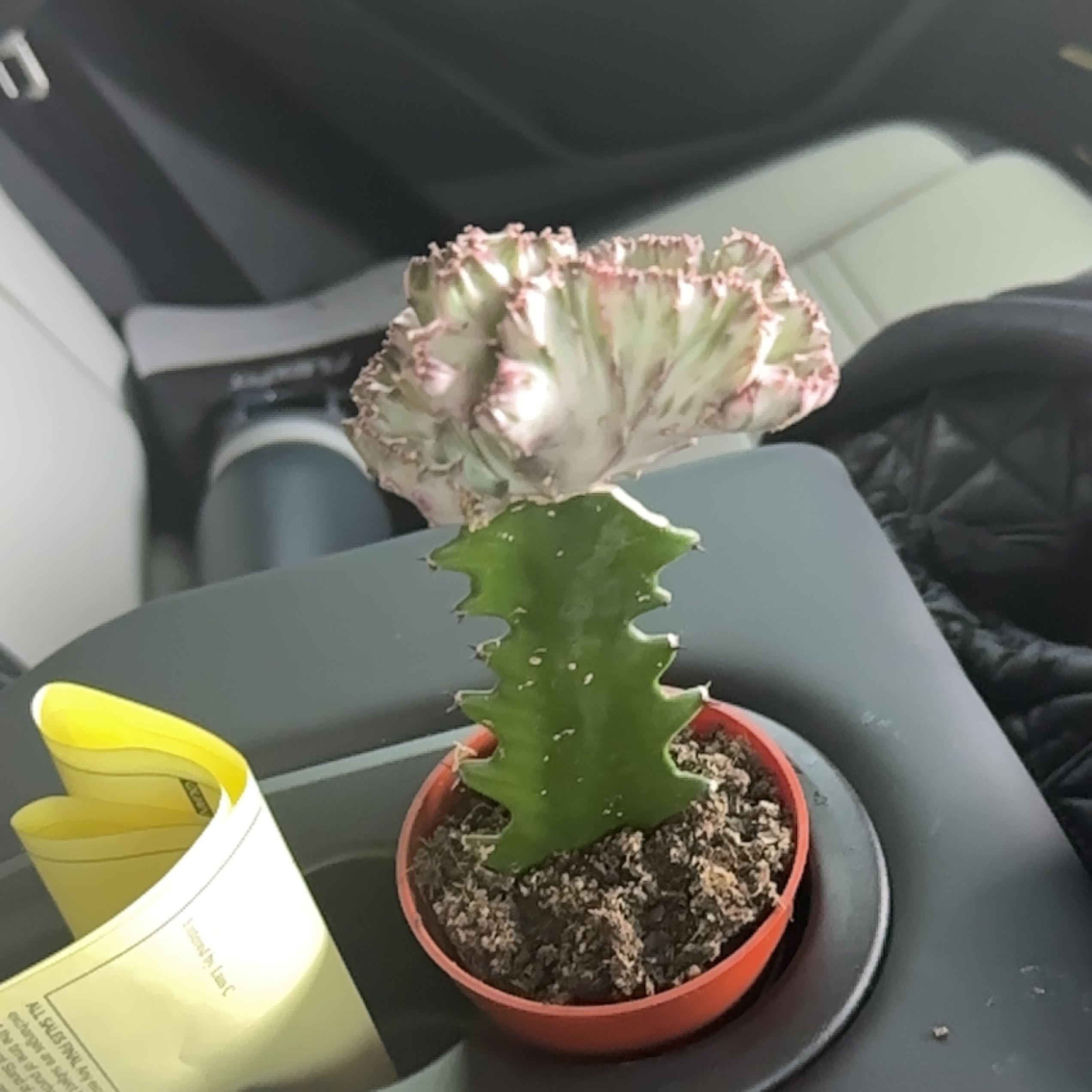 Photo of the plant species christata by @EnrichingTutsan named Gaga on Greg, the plant care app