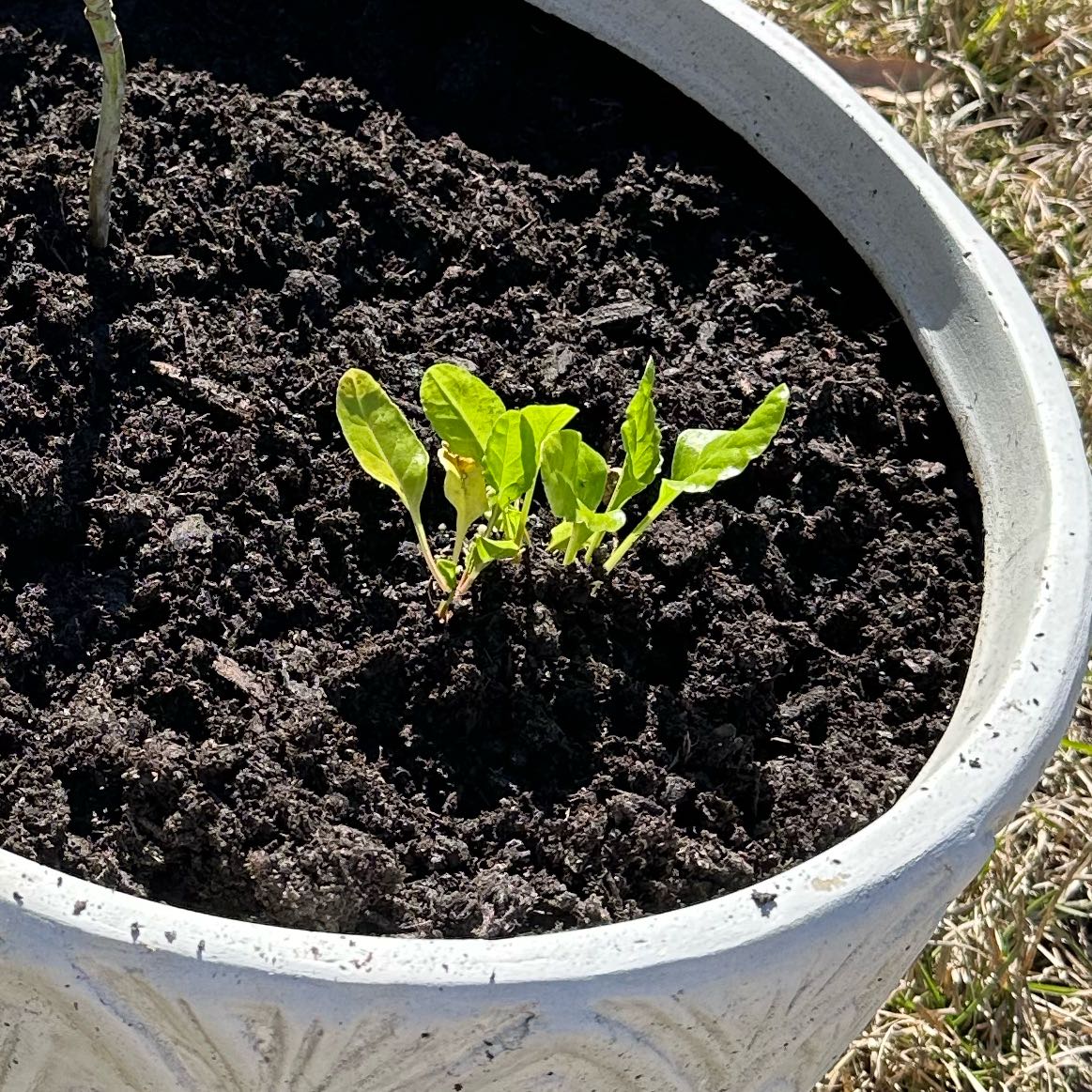 Photo of the plant species Swiss Chard by @TiptopBushhoya named Chardles on Greg, the plant care app