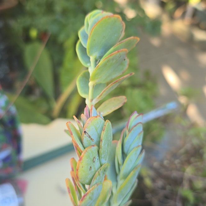 Photo of the plant species Sea Spurge by @AwakeEvergreen named Hemingway on Greg, the plant care app