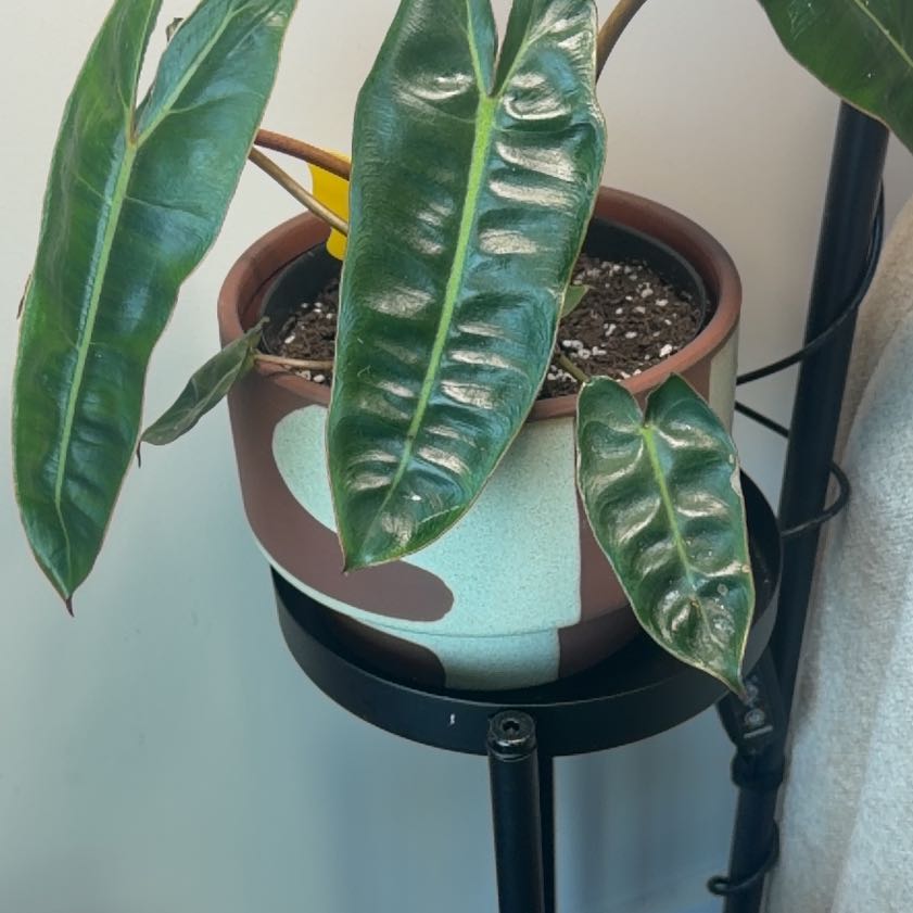 Photo of the plant species Philodendron 'Black Billietae' by @Loveroplants named Bella on Greg, the plant care app