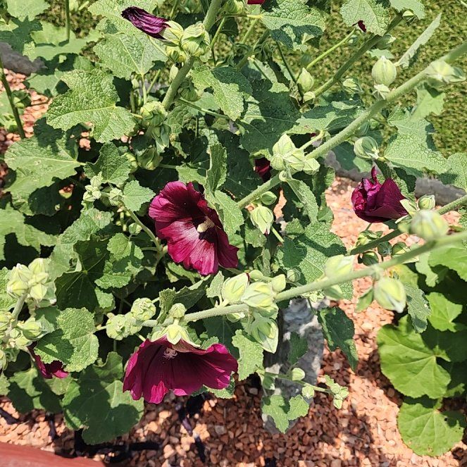 Photo of the plant species Common Hollyhock by @AnewKale88 named Ulysses S Plant on Greg, the plant care app