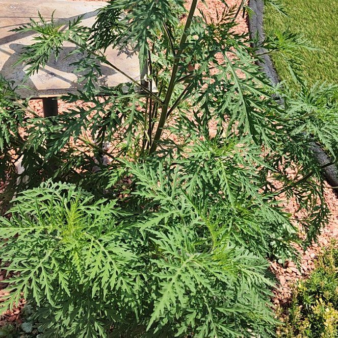 Photo of the plant species Annual Ragweed by @AnewKale88 named Austen on Greg, the plant care app