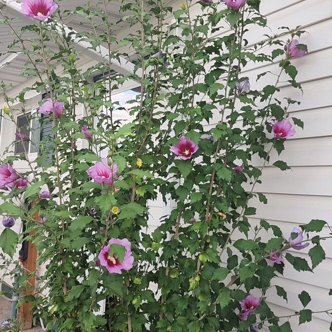 Photo of the plant species Korean Hibiscus by @AnewKale88 named Orwell on Greg, the plant care app