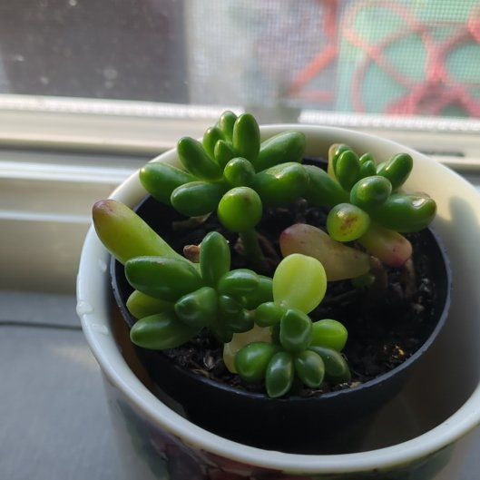 Photo of the plant species Pork And Beans by @YeveMasaispurge named Daphne on Greg, the plant care app