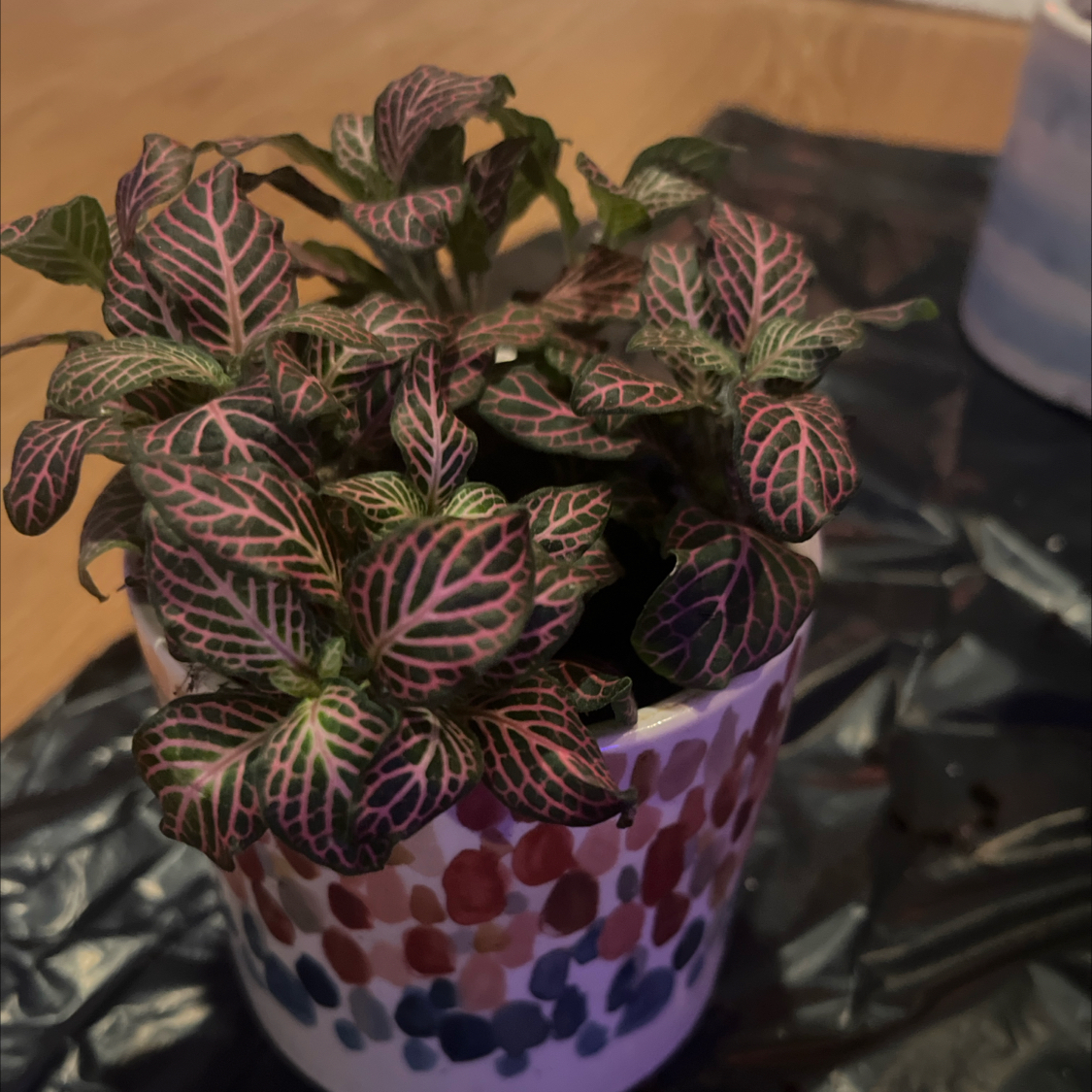 Plant care for Amaryllis on Greg, the plant care app