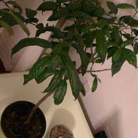 Photo of the plant species Nodding Clerodendrum by @QuesterCacto77 named Delilah on Greg, the plant care app