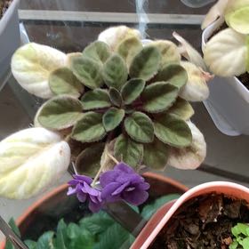 Photo of the plant species Mini African Violet by @QuesterCacto77 named Hamilton on Greg, the plant care app