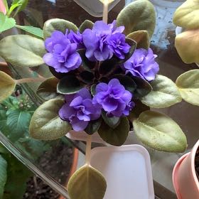 Photo of the plant species Mini African Violet by @QuesterCacto77 named Kardashian on Greg, the plant care app
