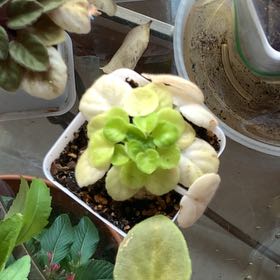 Photo of the plant species Mini African Violet by @QuesterCacto77 named Aristotle on Greg, the plant care app