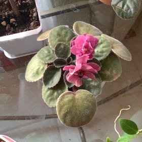 Photo of the plant species Mini African Violet by @QuesterCacto77 named Marley on Greg, the plant care app