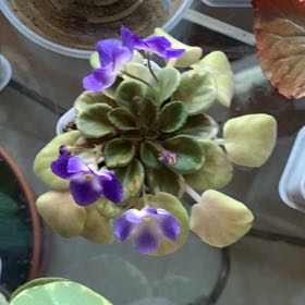 Photo of the plant species Mini African Violet by @QuesterCacto77 named Sanders on Greg, the plant care app