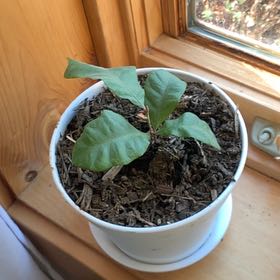 Photo of the plant species Oak Tree by @QuesterCacto77 named Winston on Greg, the plant care app